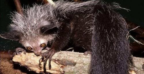 Ай - ай, или руконожка. 01 Ай - ай, или руконожка. 01