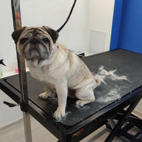 Кирюша на экспресс - линьке. 01