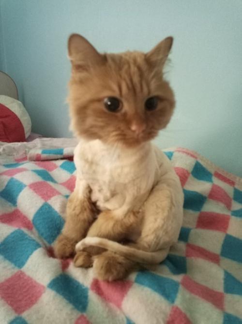 Меня зовут просто кот! 01