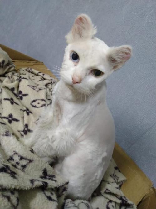 Добрые ручки молодой белоснежный пушистик с разноцветными глазами ищет. 01