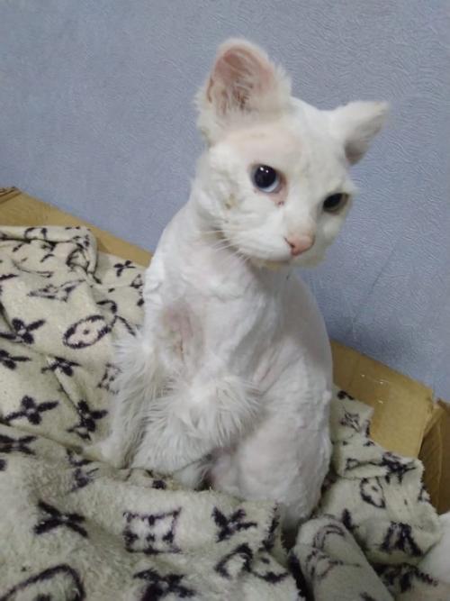 Добрые ручки молодой белоснежный пушистик с разноцветными глазами ищет. 04