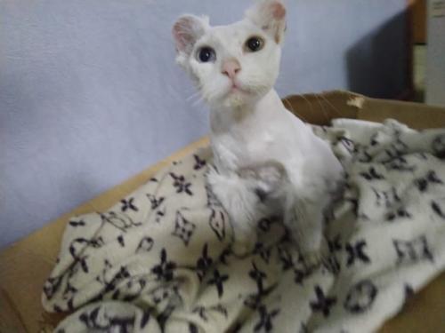 Добрые ручки молодой белоснежный пушистик с разноцветными глазами ищет. 03