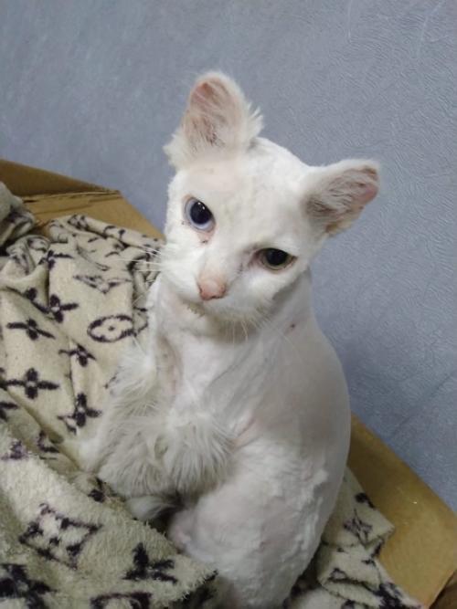 Добрые ручки молодой белоснежный пушистик с разноцветными глазами ищет. 02