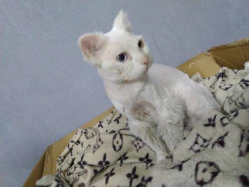 Добрые ручки молодой белоснежный пушистик с разноцветными глазами ищет. 05