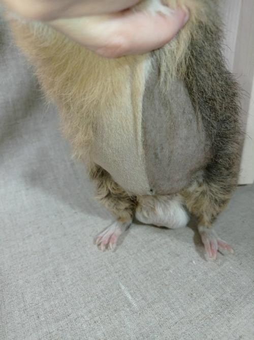 Отличные новости от свинки ёргана: на плановом узи камушков не найдено, у малыша отличный чистый животик с модной весенней стрижкой. 03