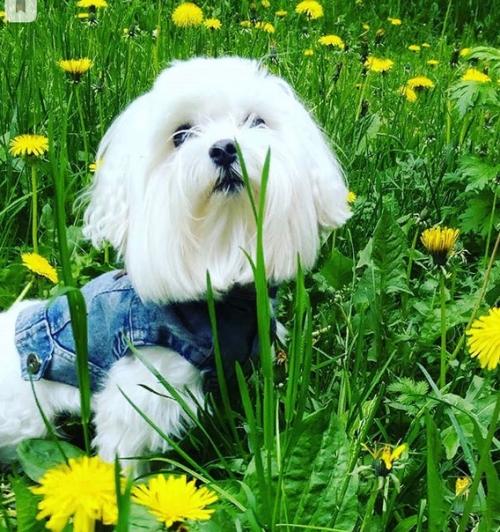 Мальчик Микки просит совета, какую стрижку ему сделать на весну? 01