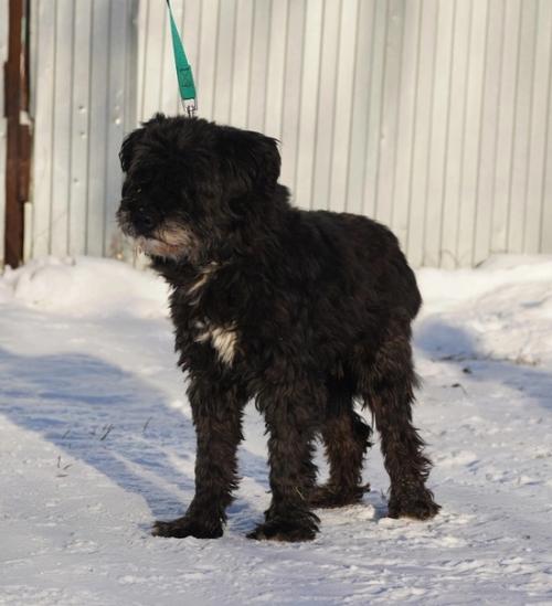 Кошкиндом_пристрой_собаки. 05 Кошкиндом_пристрой_собаки. 05