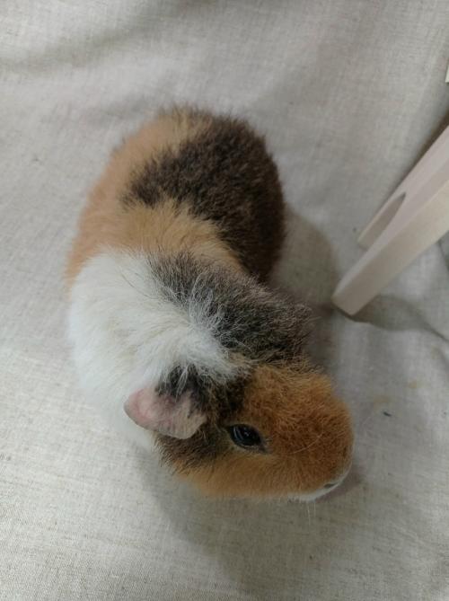 Отличные новости от свинки ёргана: на плановом узи камушков не найдено, у малыша отличный чистый животик с модной весенней стрижкой. 

