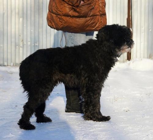 Кошкиндом_пристрой_собаки. 03 Кошкиндом_пристрой_собаки. 03