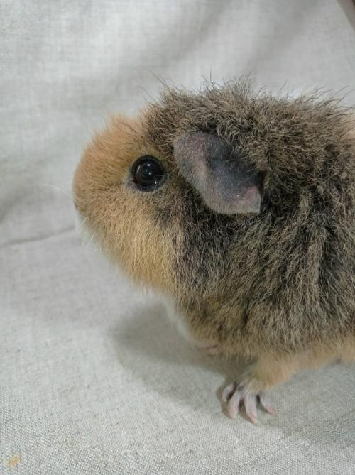 Отличные новости от свинки ёргана: на плановом узи камушков не найдено, у малыша отличный чистый животик с модной весенней стрижкой. 01