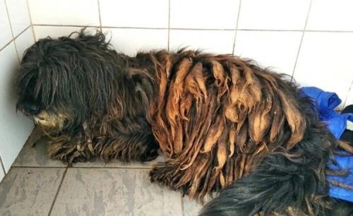 Кошкиндом_пристрой_собаки. 08 Кошкиндом_пристрой_собаки. 08