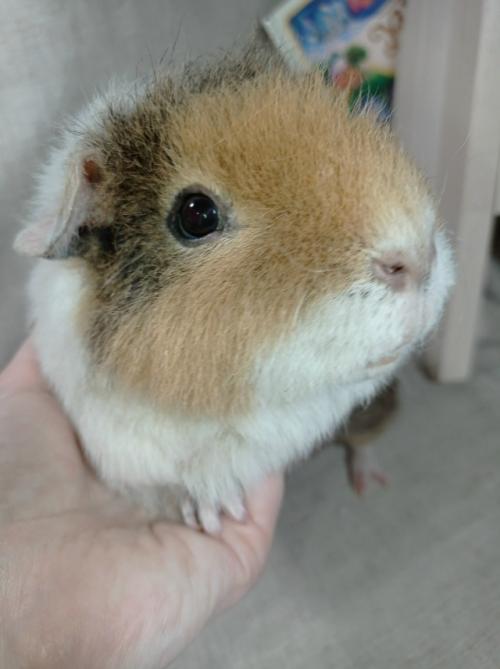 Отличные новости от свинки ёргана: на плановом узи камушков не найдено, у малыша отличный чистый животик с модной весенней стрижкой. 02