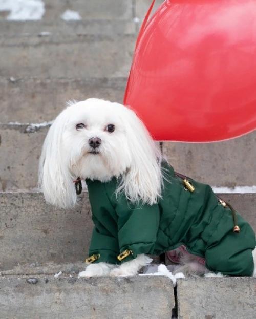 Мальчик Микки просит совета, какую стрижку ему сделать на весну? 05