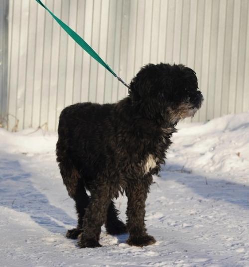 Кошкиндом_пристрой_собаки. 06 Кошкиндом_пристрой_собаки. 06