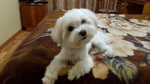 Мальчик Микки просит совета, какую стрижку ему сделать на весну? 03