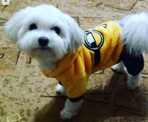 Мальчик Микки просит совета, какую стрижку ему сделать на весну? 04