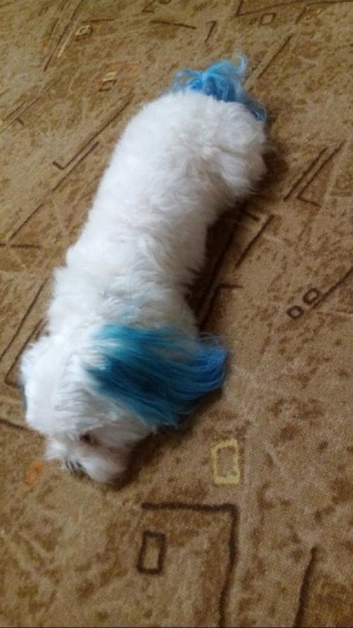 Мальчик Микки просит совета, какую стрижку ему сделать на весну? 06