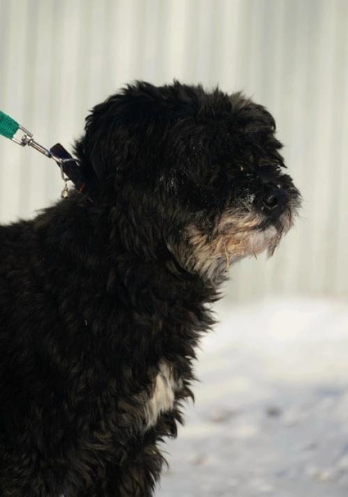 Кошкиндом_пристрой_собаки. 04 Кошкиндом_пристрой_собаки. 04