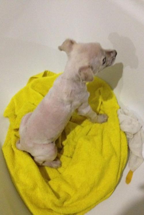 А у группы новый подопечный. 03