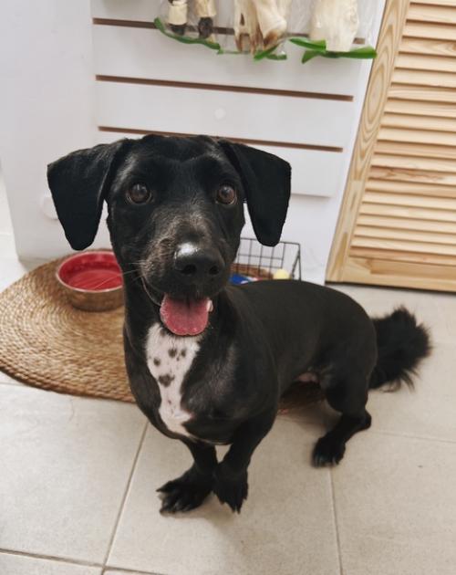 К нам забегала за нарядом невероятно милая - бусинка. 02