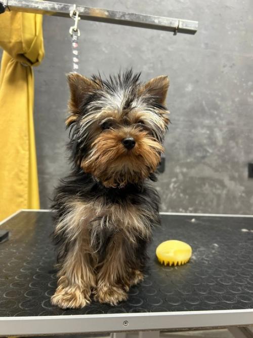 Один из актуальных вопросов для владельцев йоркширского терьера является Стрижка. 02