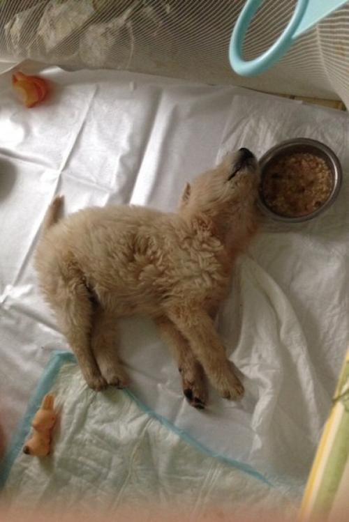 А у группы новый подопечный. 02