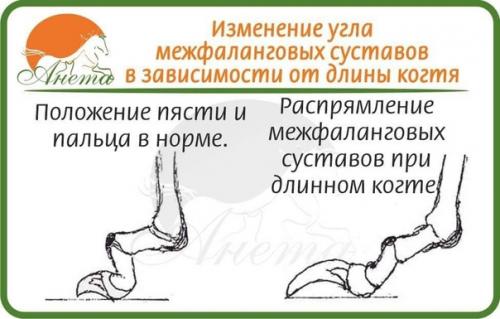 О пястях собаки. 01