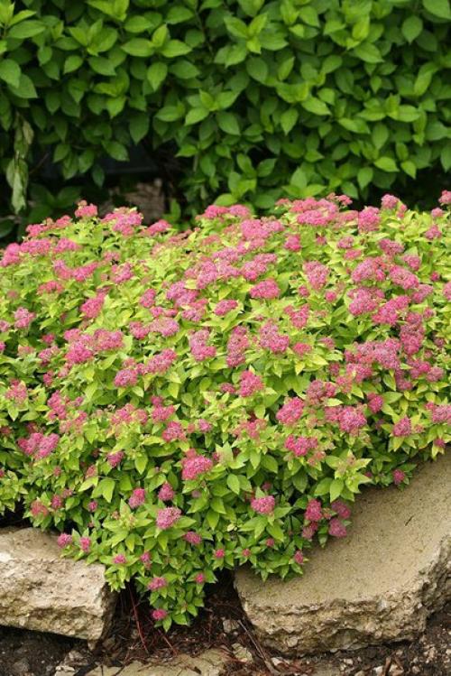 Нежное цветение спиреи - украшение сада? 08