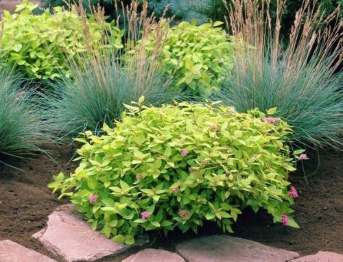 Нежное цветение спиреи - украшение сада? 04