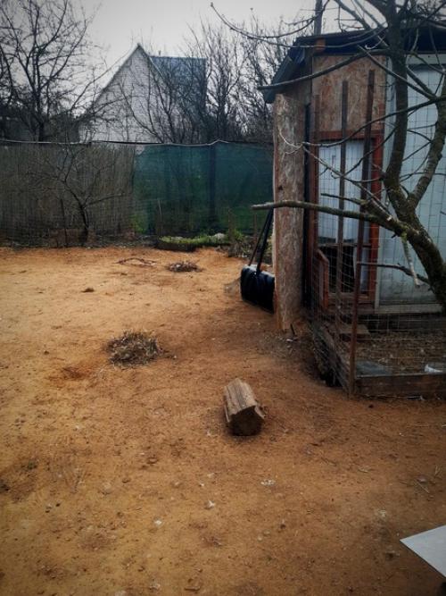 А по пути в лес, яркой золотинкой вспыхнули, колышущиеся на ветру редкие цветочки форзиции. 05