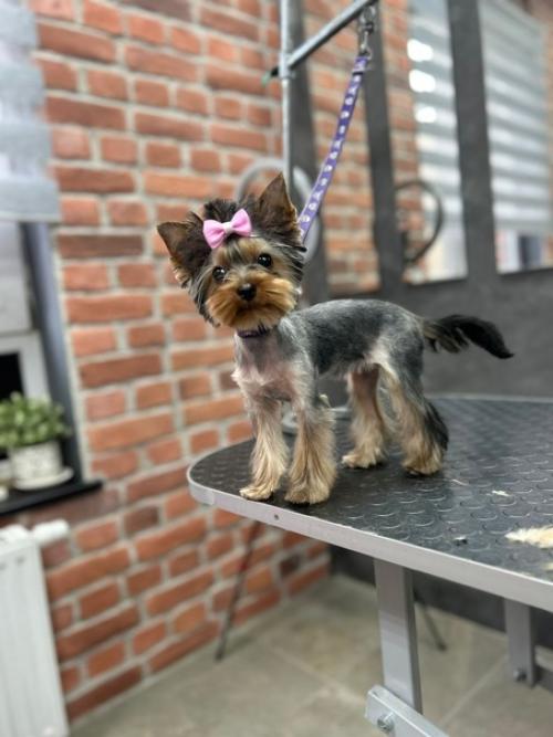 Один из актуальных вопросов для владельцев йоркширского терьера является Стрижка. 01