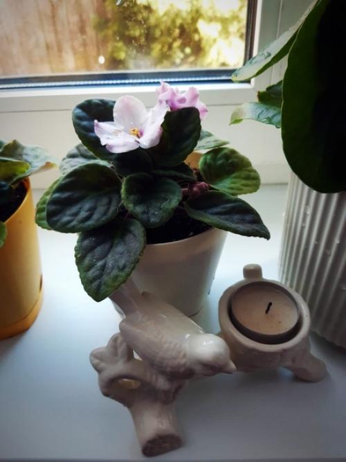 А по пути в лес, яркой золотинкой вспыхнули, колышущиеся на ветру редкие цветочки форзиции. 04