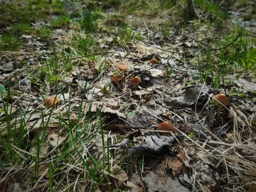 А по пути в лес, яркой золотинкой вспыхнули, колышущиеся на ветру редкие цветочки форзиции. 02