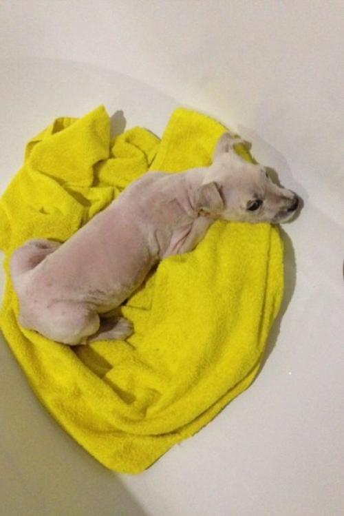 А у группы новый подопечный. 04