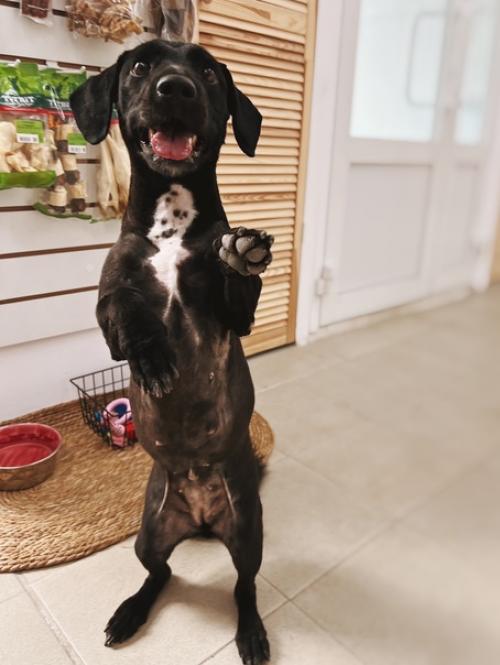 К нам забегала за нарядом невероятно милая - бусинка. 03