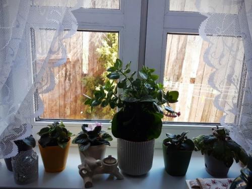 А по пути в лес, яркой золотинкой вспыхнули, колышущиеся на ветру редкие цветочки форзиции. 03