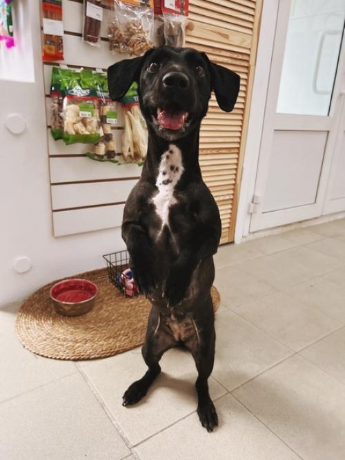 К нам забегала за нарядом невероятно милая - бусинка. 01