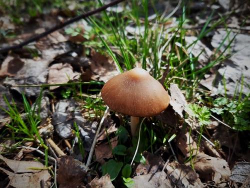 А по пути в лес, яркой золотинкой вспыхнули, колышущиеся на ветру редкие цветочки форзиции. 01