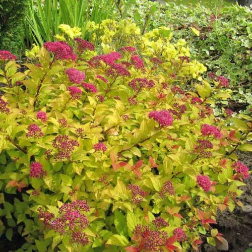 Нежное цветение спиреи - украшение сада? 07