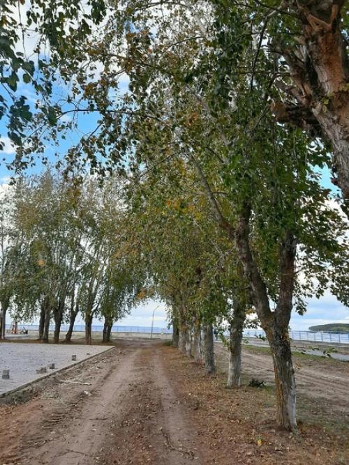 О чем шумят тополя. 03