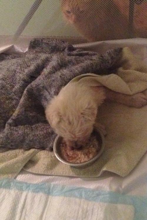 А у группы новый подопечный. 01