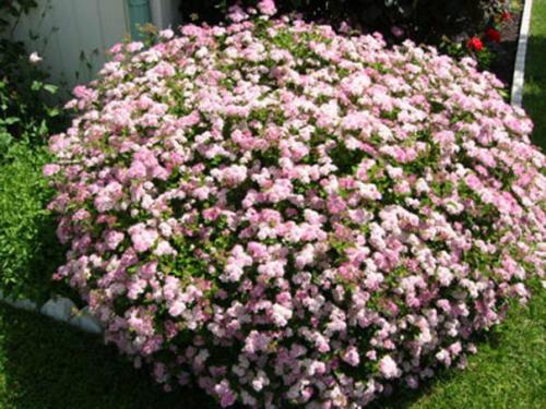 Нежное цветение спиреи - украшение сада? 05