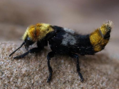 Лёгкое похолодание принесло мысли о том, что зря наши предки потеряли мех, который мог бы нас согреть. 03 Лёгкое похолодание принесло мысли о том, что зря наши предки потеряли мех, который мог бы нас согреть. 03