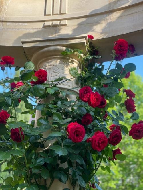 Сквер Каллифея в геленжике. 04 Сквер Каллифея в геленжике. 04