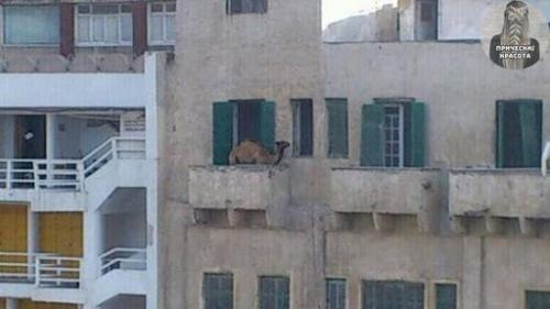 На этих фото больше загадок, чем объяснений. 02