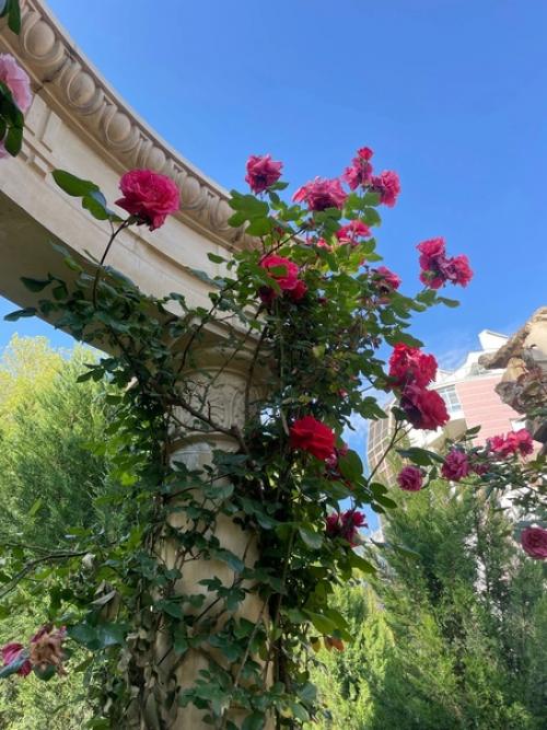 Сквер Каллифея в геленжике. 02 Сквер Каллифея в геленжике. 02