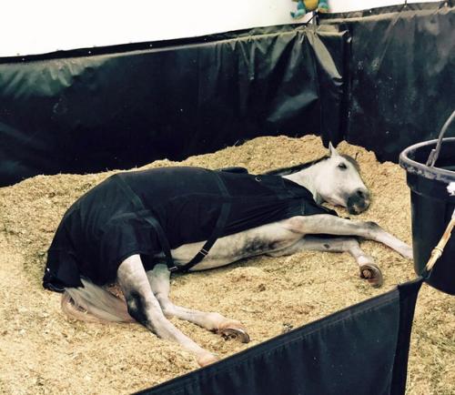 Недавно мы рассказывали про грума Кента фаррингтона и лошадей, которые находятся у нее в работе. 01 Недавно мы рассказывали про грума Кента фаррингтона и лошадей, которые находятся у нее в работе. 01