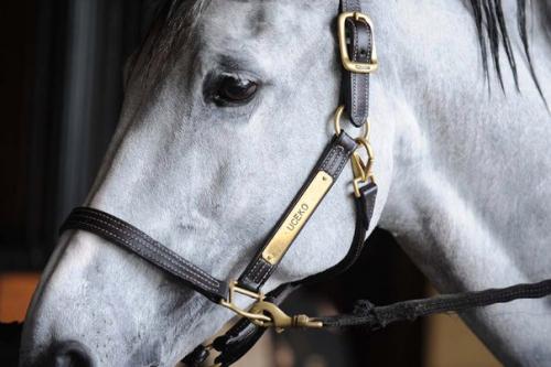 Недавно мы рассказывали про грума Кента фаррингтона и лошадей, которые находятся у нее в работе. 06 Недавно мы рассказывали про грума Кента фаррингтона и лошадей, которые находятся у нее в работе. 06