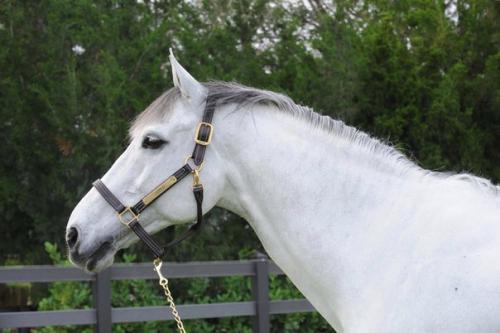 Недавно мы рассказывали про грума Кента фаррингтона и лошадей, которые находятся у нее в работе. 07 Недавно мы рассказывали про грума Кента фаррингтона и лошадей, которые находятся у нее в работе. 07