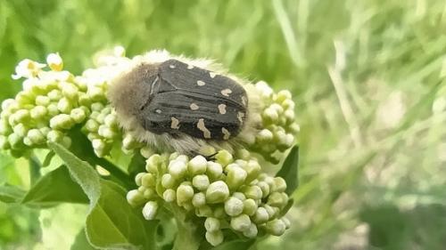 Лёгкое похолодание принесло мысли о том, что зря наши предки потеряли мех, который мог бы нас согреть. 01 Лёгкое похолодание принесло мысли о том, что зря наши предки потеряли мех, который мог бы нас согреть. 01